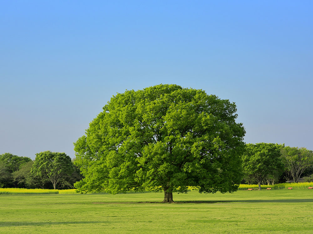 あなたの敷地の樹木は大丈夫でしょうか？