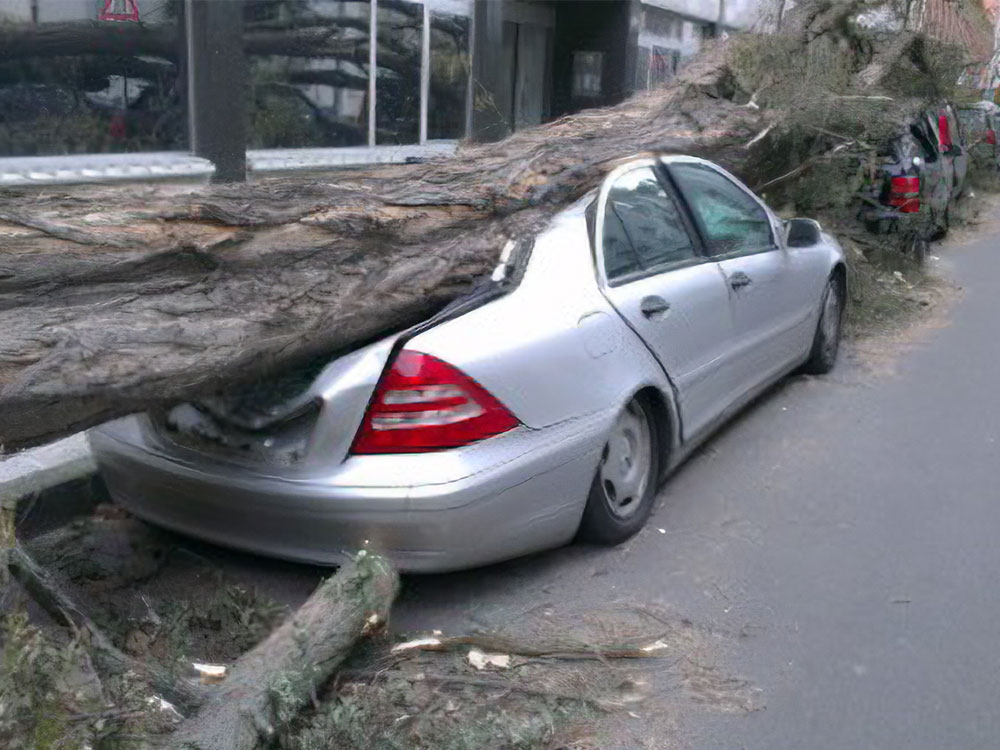 倒木による事故は管理者の責任です！