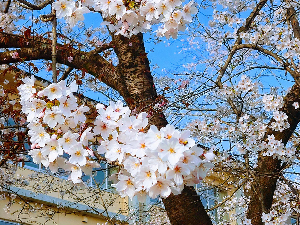 樹木は構造物ではなく生き物