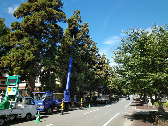 枯枝除去、台風対策剪定