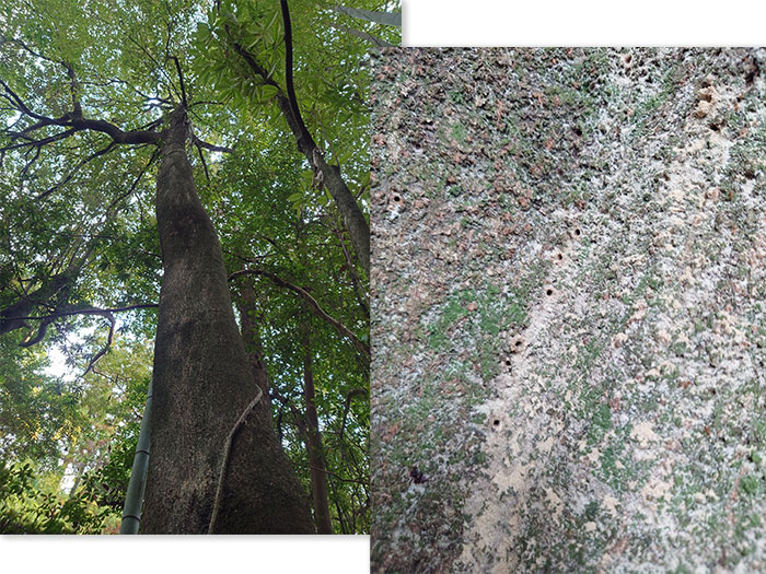 公園の樹勢診断
