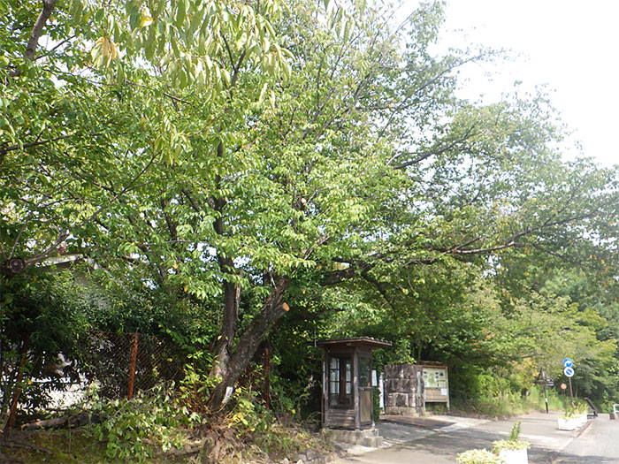 サクラ並木樹勢診断